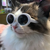 Accessories Pet