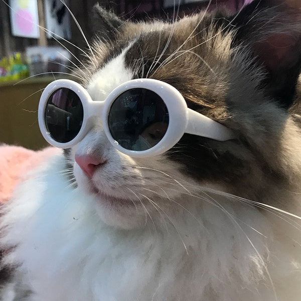 Accessories Pet