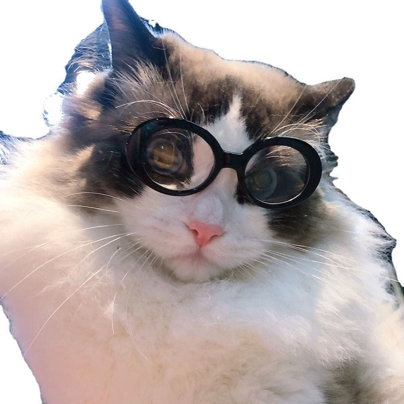 Gafas de sol multicolores para mascotas
