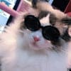 Gafas de sol multicolores para mascotas