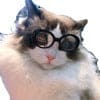Gafas de sol multicolores para mascotas