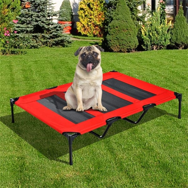 Pet Accessories