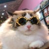 Gafas de sol multicolores para mascotas
