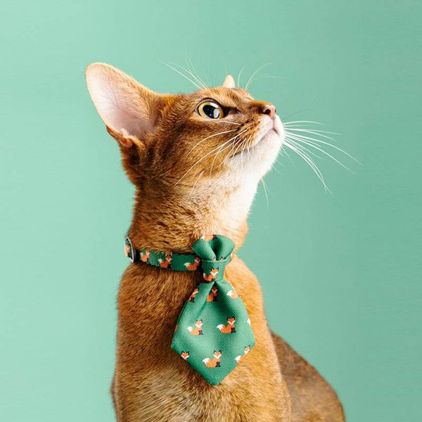 Accessories Pet