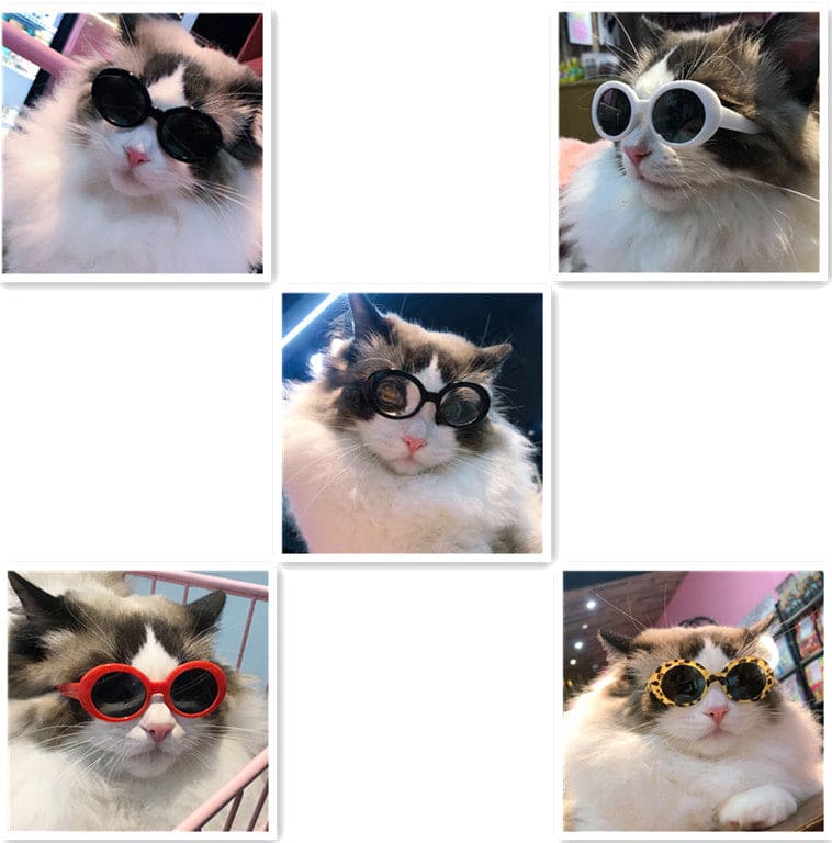Gafas de sol multicolores para mascotas
