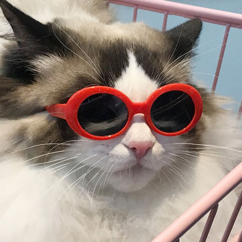 Gafas de sol multicolores para mascotas